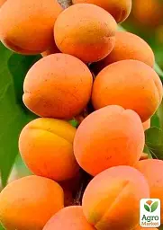 Саджанець Agro-Market Абрикос колоновидний Первайс 1 шт. в упаковці (52680) - мініатюра 2