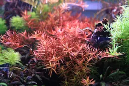 Калій в таблетках Aquario Neo Tabs Plant K - мініатюра 4