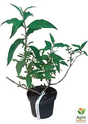 Саджанець Agro-Market Буддлея Давида White Profusion С3, висота 20-40см (153835) - мініатюра 4