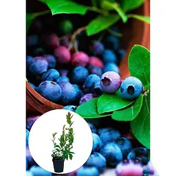 Саджанець Agro-Market Лохина (чорниця садова) Шантеклер (Chanticleer) (ранній термін дозрівання, високоврожайний сорт) 1 шт. в упаковці (36263) - мініатюра 2