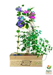 Саджанець Agro-Market Клематис 3-х річний My Darling С2 (61678) - мініатюра 3