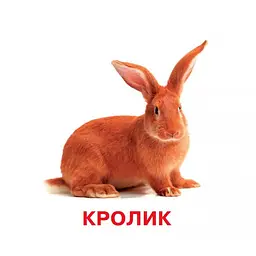 Розвиваючі картки для дітей Jumbi Домашні тварини 18 картинок J012yD - мініатюра 4
