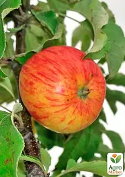 Саджанець Agro-Market Яблуня Світанок Млієва (літній сорт, ранній термін дозрівання) 1 шт. в упаковці (178451) - мініатюра 2