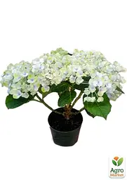 Саджанець Agro-Market LMTD Гортензія крупнолиста квітуча 2-х річна Magical Revolution Blue (25-35см) (62271) - мініатюра 2