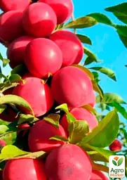 Саджанець Agro-Market Слива колоновидна Рубін (літній сорт, середній термін дозрівання) 1 шт. в упаковці (21429) - мініатюра 2