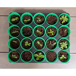 Касета для розсади Kinzo Garden 20 комірок - мініатюра 4