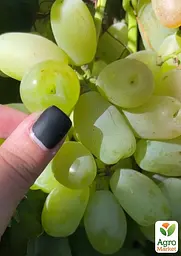 Саджанець Agro-Market Виноград Лімпопо (ранньо-середній виноград із соковитою хрусткою м'ясистою ягодою) 1 шт. в пакуванні (175881) - мініатюра 2