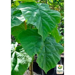 Саджанець Agro-Market Павловнія повстяна Імператорська (177468) - мініатюра 3