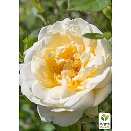 Троянда дрібноквіткова (спрей) Agro-Market Creme de la Creme саджанець класу АА+ вищий сорт 1 шт. в упаковці (181334) - мініатюра 3