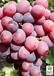 Саджанець Agro-Market Виноград Фаетон (соковита, щільна м'якоть, велика гроздь 800-1200 гр) 1 шт. в пакуванні (80249) - мініатюра 2
