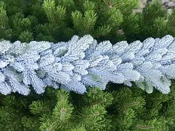 Гірлянда хвойна Hvoya Lux лита засніжена 2 м - мініатюра 6