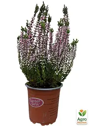 Саджанець Agro-Market Верес звичайний Merlyn (44265) - мініатюра 2