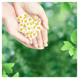 Гігієнічні прокладки Naturella Classic Maxi 8 шт. - мініатюра 7