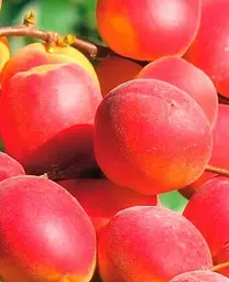 Саджанець Agro-Market Абрикос Ерлі Блаш (літній сорт, ранньостиглий термін дозрівання) (35459) 1 шт. в упаковці - мініатюра 2