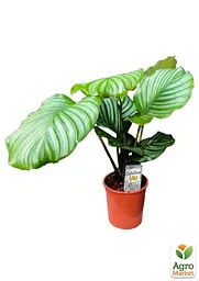 Саджанець Agro-Market Калатея крупнолистова Orbifolia кімнатна 40-50 см 1 шт. в упаковці (176494) - мініатюра 4