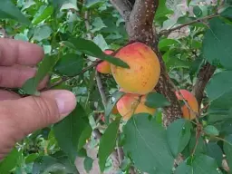 Саджанець Agro-Market Абрикос Цунамі (літній сорт, ранній термін дозрівання) 1 шт. в упаковці (39876) - мініатюра 5