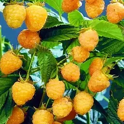 Малина Agro-Market "Golden Queen" (середньоранній термін дозрівання, великоплідний сорт) 1-річний саджанець (189513) 1 шт в упаковці