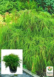 Саджанець Agro-Market Кипарисовик 3-річний горохоплодний Filifera Nana С3 діаметр 20-30 см 1 шт. в упаковці (62776) - мініатюра 2