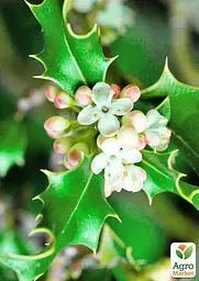 Саджанець Agro-Market Падуб гостролистий (Ilex aquifolium) вазон Р9 (178885) - мініатюра 7