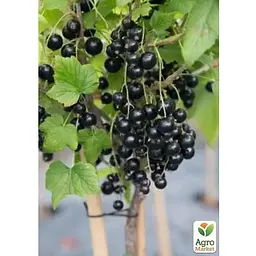 Саджанець Agro-Market Смородина на штамбі Black ball вазон С2 (184310) 1 шт. (кімнатний) - мініатюра 4