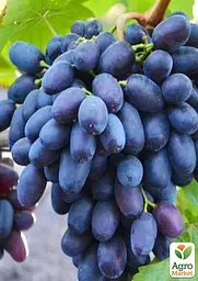 Саджанець Agro-Market Виноград Пам'яті Броніслава (велика, соковита, солодка, хрустка м'якоть) 1 шт. в пакуванні (101882) - мініатюра 2