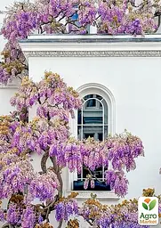 Гліцинія 3-х річна японська "Доміно" (Wisteria japanese Domino) С2 (57020) 1 саженец - мініатюра 3