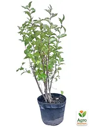 Саджанець Agro-Market Вейгела 5-річна Bristol Ruby С7.5 (висота 40-60см) (167999) - мініатюра 3