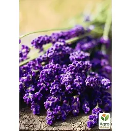 Саджанець Agro-Market Лаванда насичено-яскравого фіолетового кольору Матильда (Matilda) (преміальний вічнозелений морозостійкий сорт) (47670) 1 шт. в упаковці - мініатюра 3