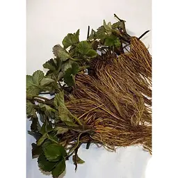 Саджанець Agro-Market Полуниця Мармелада (Marmolada) 5шт (середній термін дозрівання, сорт стійкий до різних захворювань) (37068) - мініатюра 3