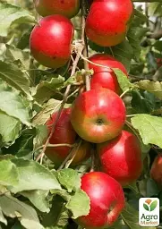 Саджанець Agro-Market Яблуня Діана 1 шт. в упаковці (25762) - мініатюра 2