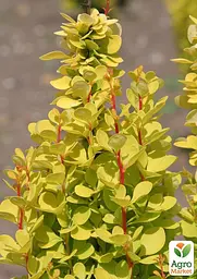 Саджанець Agro-Market Барбарис Тунберга Golden Torch (176755) - мініатюра 4