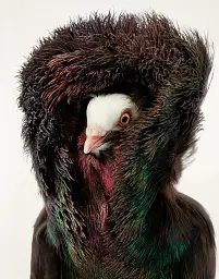 Birds. Photographs - Тім Флеч - мініатюра 11