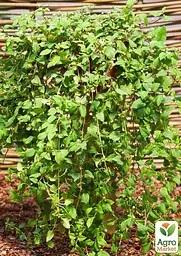 Саджанець Agro-Market Солодка трава ацтеків Lippia dulcus (підсолоджувач, лікарська рослина) 1 шт. в упаковці (72067) - мініатюра 3