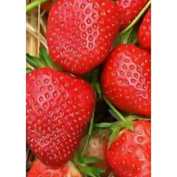 Саджанець Agro-Market Полуниця Мальвіна (Malwina) 5шт (пізній термін дозрівання) (19926) - мініатюра 4