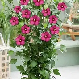 Гібіскус сирійський 2-х річний "Flower Tower Ruby" С1,5 висота 30-40 см (189909) 1 саженец