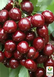 Саджанець Agro-Market Черешня Світ Валентайн (літній сорт, пізній термін дозрівання) 1 шт. в упаковці (175139) - мініатюра 2