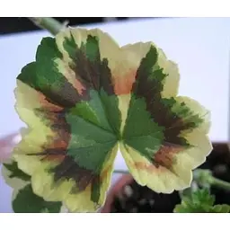 Саджанець Agro-Market Пеларгонія пестролиста Mrs Pollock (контейнер № 10 висота 10-20 см) (49117) 1 шт. в упаковці - мініатюра 4