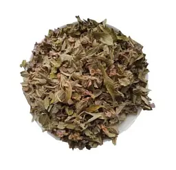 Залізняк колючий Зопник Трава Phlomis pungens - мініатюра 1