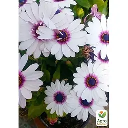Саджанець Agro-Market Остеоспермум Soprano white (контейнер № 10 висота 10-20 см) (47981) 1 шт. в упаковці - мініатюра 2