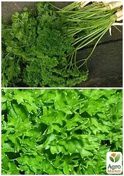 Насіння Agro-Market Петрушка кучерява Парамоунт на вагу ціна за 5 г (22070) - мініатюра 3