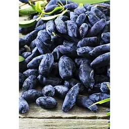 Саджанець Agro-Market Жимолость Югана (ранній термін дозрівання, морозостійкий сорт) 1 шт. в упаковці (43969) - мініатюра 4