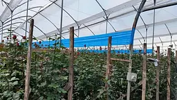 Синя клейова пастка Russell IPM від трипс з малюнком та феромоном (2 рулони 15х100 м) - мініатюра 6