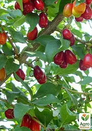 Саджанець Agro-Market Кизил Йоліко (ранній термін дозрівання, високостійкий до морозів) 1 шт. в пакуванні (35879) - мініатюра 3