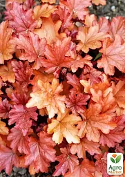 Саджанець Agro-Market Гейхера (Heuchera) Peach Flambe (181407) - мініатюра 2