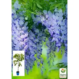 Саджанець Agro-Market Гліцинія 3-х річна китайська Блу сапфір (Wisteria chinensis Blue Sapphire) С2 (57024) 1 шт. в упаковці - мініатюра 5