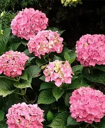 Гортензія Agro-Market Pink wonder крупнолиста рожева 1 саджанець в упаковці (44820) - мініатюра 2