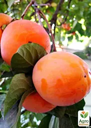 Саджанець Agro-Market Хурма помаранчева Солодкість (Sweetness) 1 шт. в упаковці (44809) - мініатюра 5