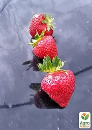Саджанець Agro-Market Полуниця Бурбон (ремонтантний сорт) 5 шт. в пакуванні (44705) - мініатюра 3