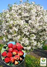 Саджанець Agro-Market Яблуня (райське яблуко) Еверест 1 шт. в упаковці (40025) - мініатюра 2
