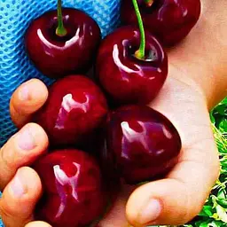 Саджанець Agro-Market Черешня Великоплідна (літній сорт, середньостиглий термін дозрівання) (15786) 1 шт. в упаковці - мініатюра 2